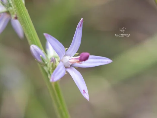 Asyneuma virgatum subsp. virgatum