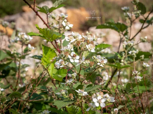 Rubus × collinus