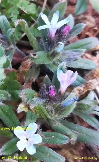 Buglossoides incrassata