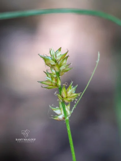 Carex divulsa