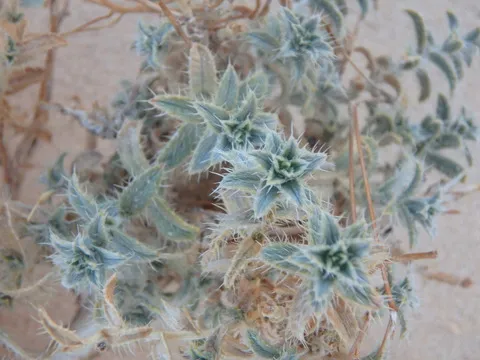 نسب المصنف - غير تجاري 4.0 دولي (CC BY-NC 4.0)- i naturalist.