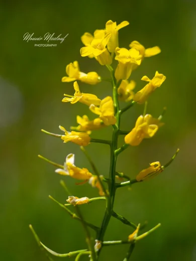 Barbarea brachycarpa subsp. minor
