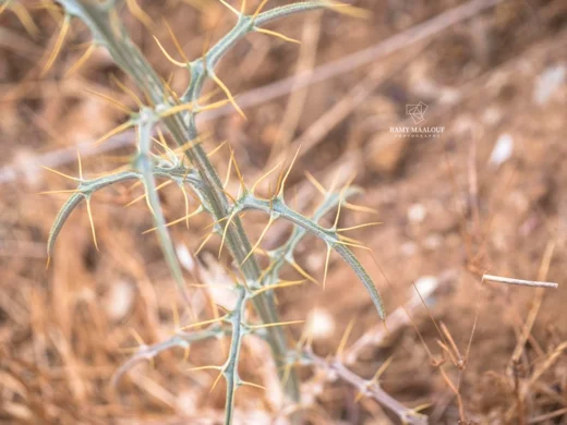 قُصوان الجِمال