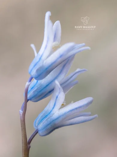 Puschkinia scilloides