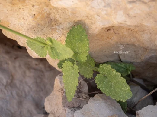 Nepeta cilicica