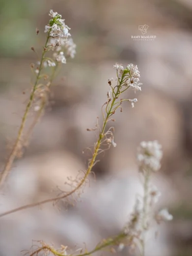 Peltaria angustifolia