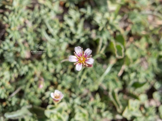 Cherleria rupestris