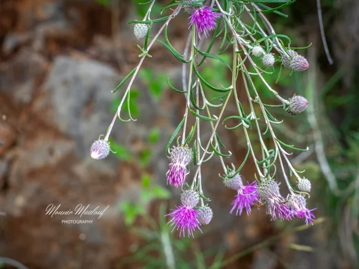 Ptilostemon chamaepeuce