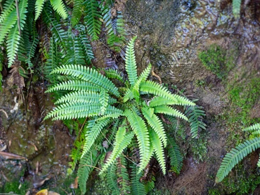 Blechnum spicant