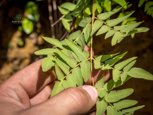 Osmunda regalis