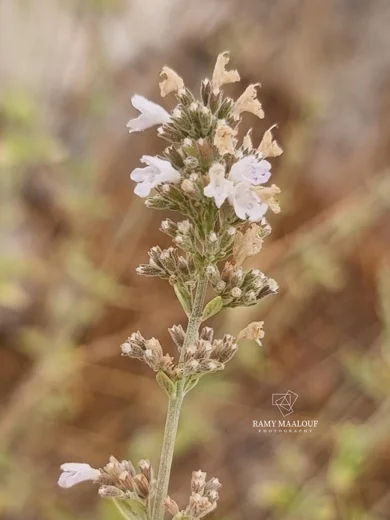 Micromeria fruticosa