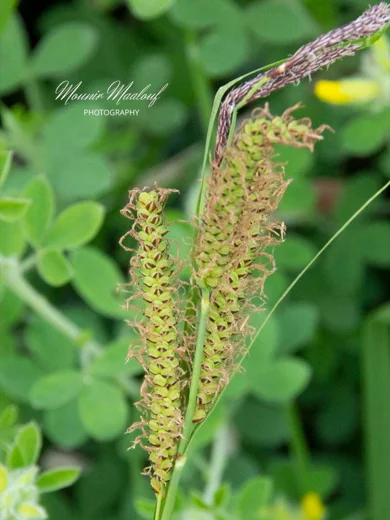 Carex flacca