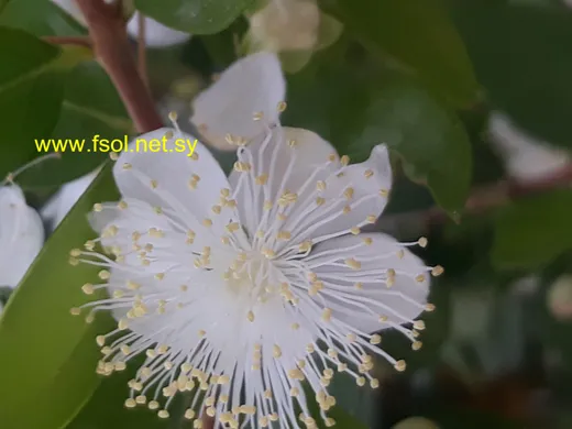 آس شائع