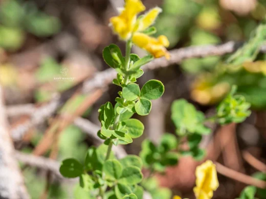 Chamaecytisus drepanolobus