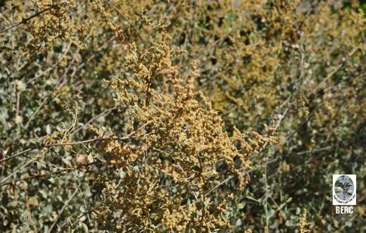 ملاح