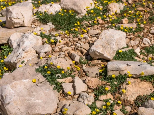 Potentilla geranioides subsp. syriaca