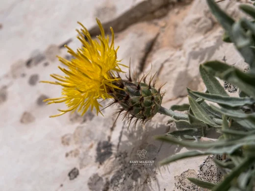 Centaurea drabifolia subsp. libanotica