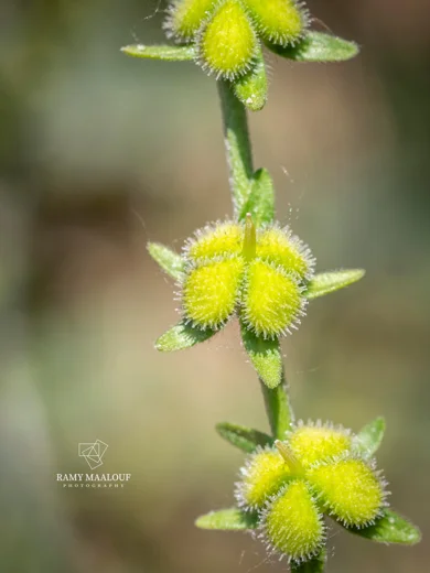 Cynoglossum cedrorum