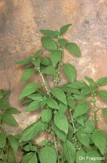 عشبة الجرح
