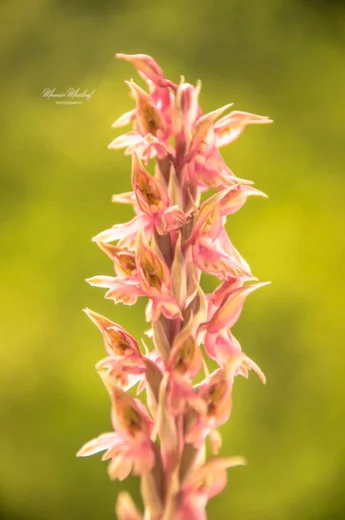 Anacamptis sancta