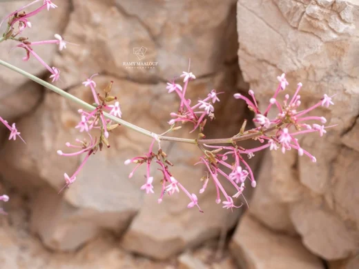 Centranthus longiflorus