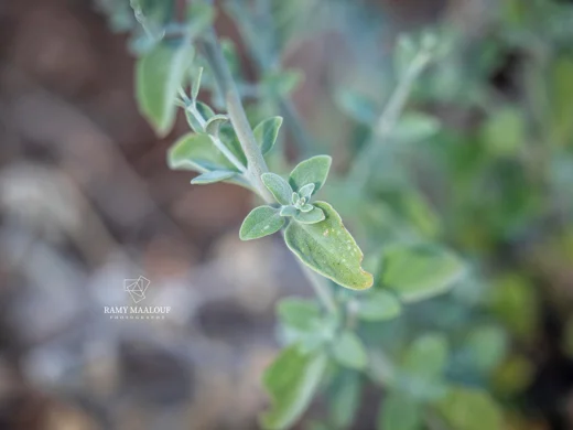 Clinopodium barbatum