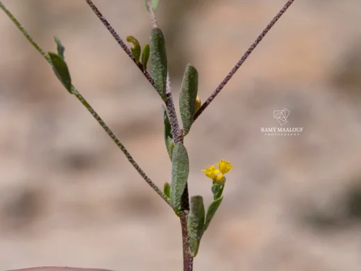 Odontarrhena muralis