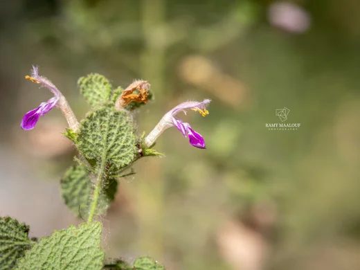 Ballota saxatilis subsp. saxatilis