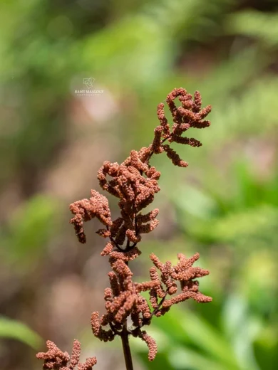 Osmunda regalis