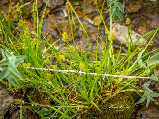 Carex otrubae