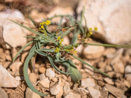 Bupleurum exaltatum