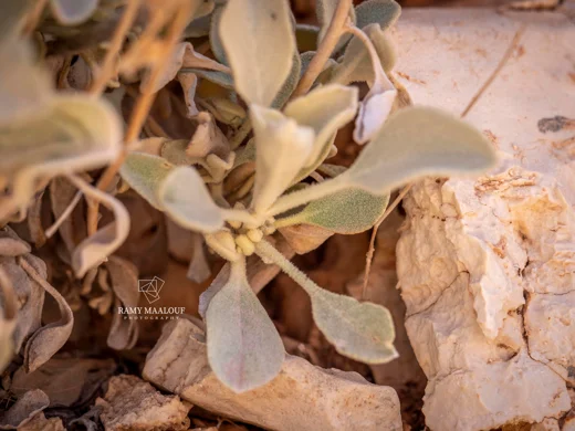 بوصير أليسي