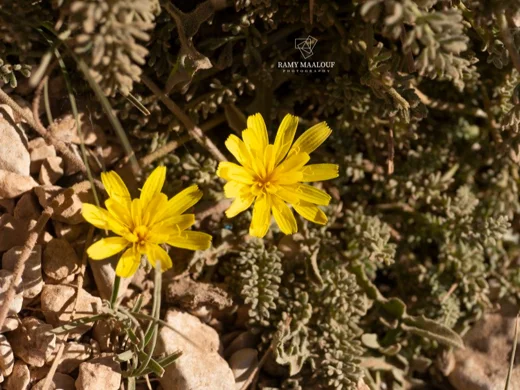 سراغة روبرتية