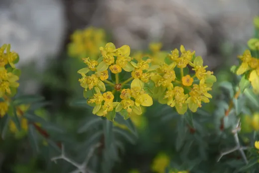 الحلبوب