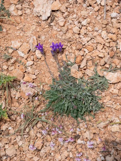 Campanula stricta var. libanotica