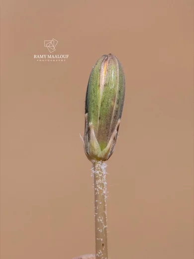 Taraxacum cf. bithynicum