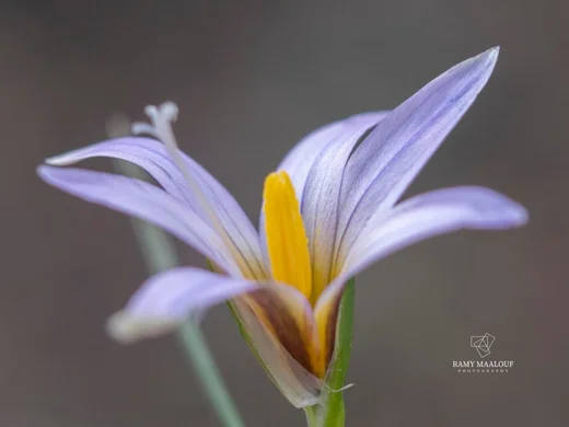 Romulea ramiflora