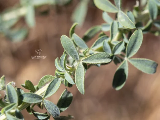 Adenocarpus complicatus