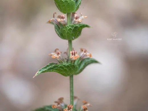 Sideritis pullulans