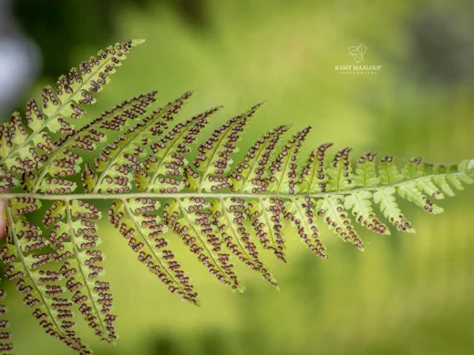 Dryopteris pallida