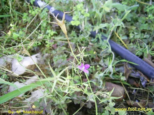 Campanula retrorsa