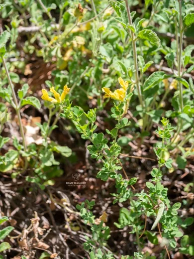 Chamaecytisus drepanolobus