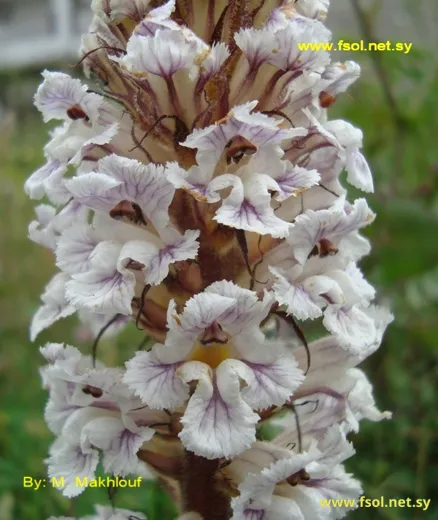 Orobanche crenata