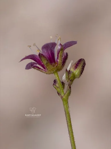 Cherleria rupestris