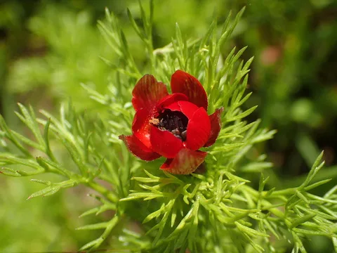 نسب المصنف - غير تجاري 4.0 دولي (CC BY-NC 4.0)- i naturalist.