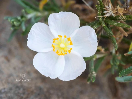 Cistus umbellatus subsp. libani