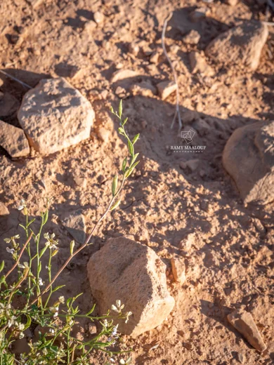 جرجير