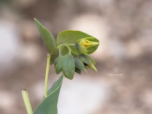 سرنته صغيرة