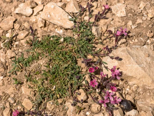 Saponaria pumilio