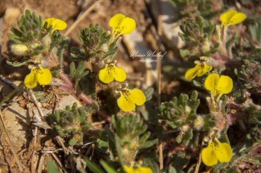 Ajuga chamaepitys subsp. chia